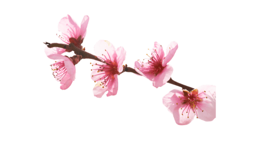 Cherry Blossom Hypnosis gallery image 4