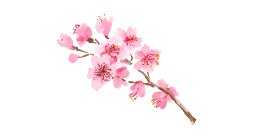 Cherry Blossom Hypnosis gallery image 5