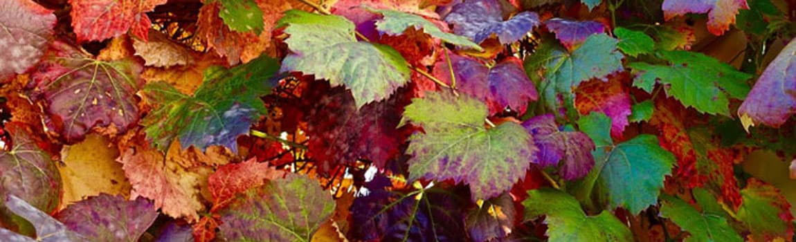 Clinique Naturopathie Francine Locas gallery image 4