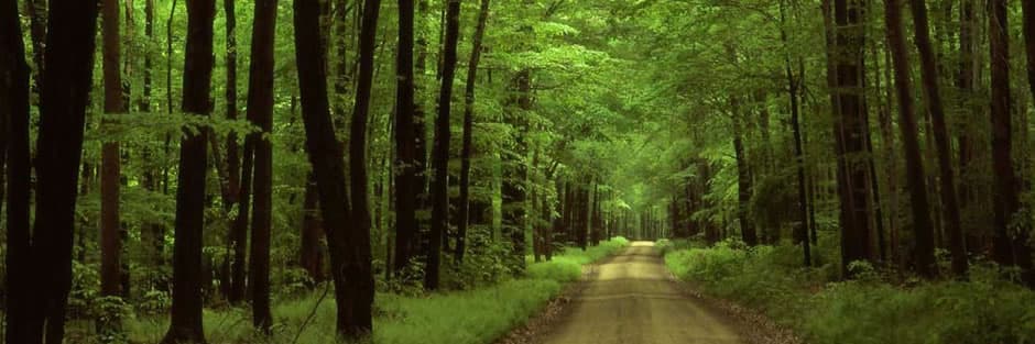 Dr. Roya Alizadeh - Acupuncturist and Doctor of Chinese Medicine