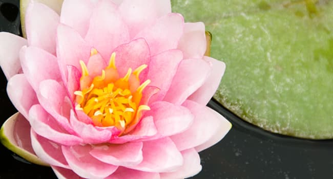 Geneviève Guay Soins Énergétiques gallery image 3