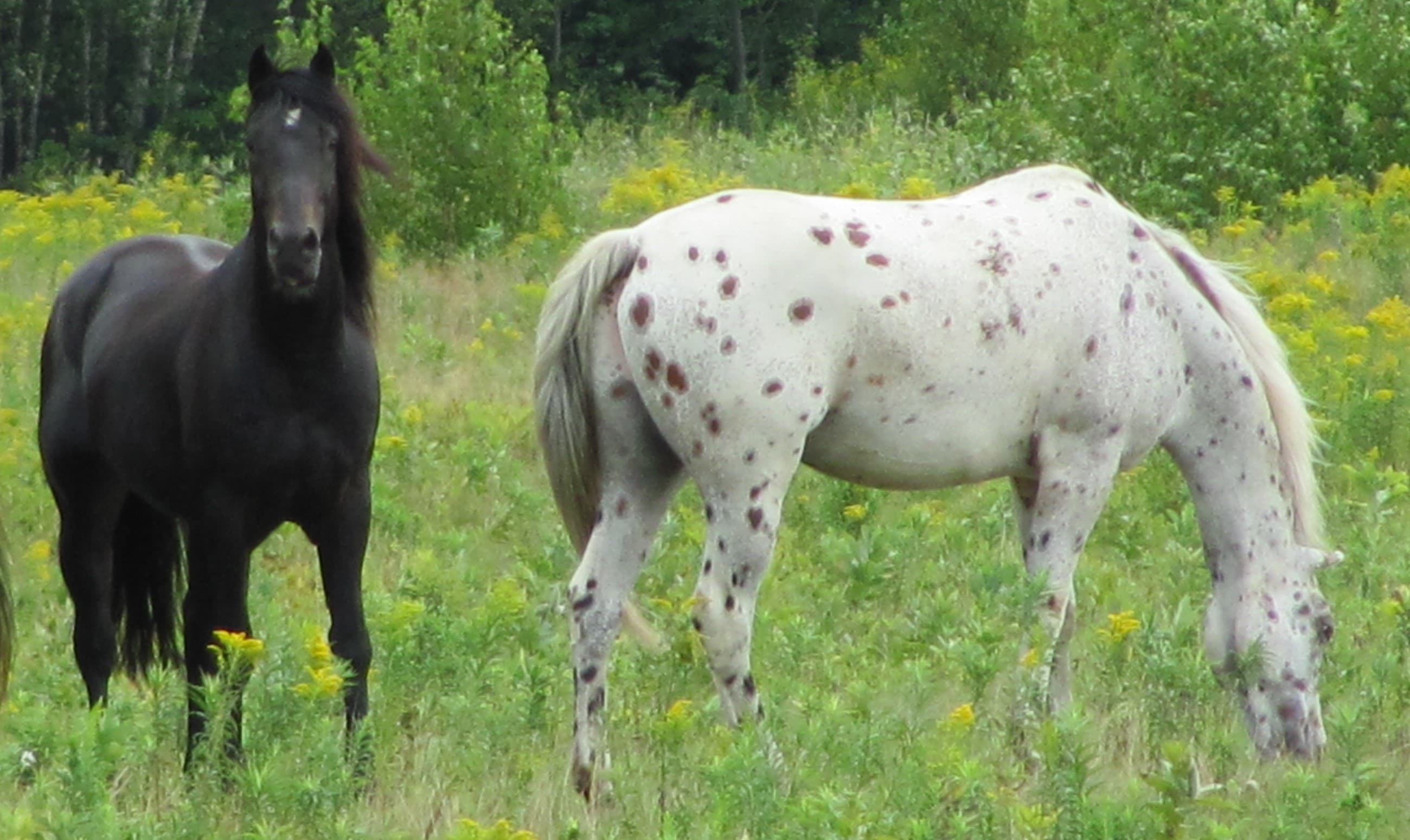 Traumas-Estrie gallery image 5