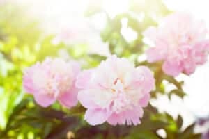 Bloomosity Psychotherapy - Charlene Hinds gallery image 5