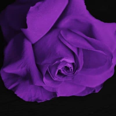 White Feather Holistic Arts gallery image 3