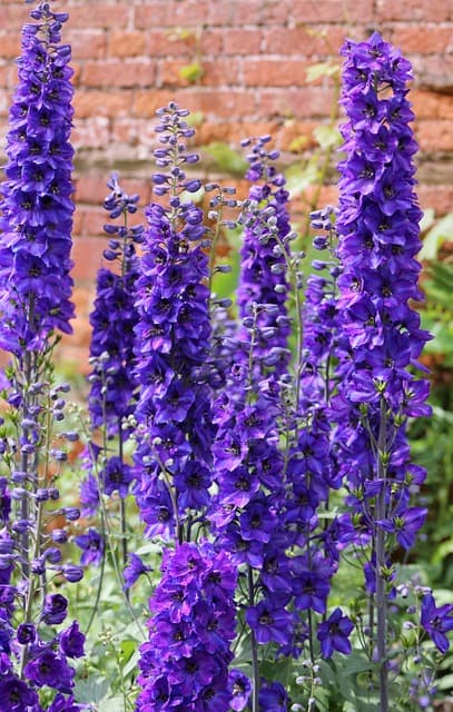 Delphinium Counselling and Psychotherapy gallery image 2