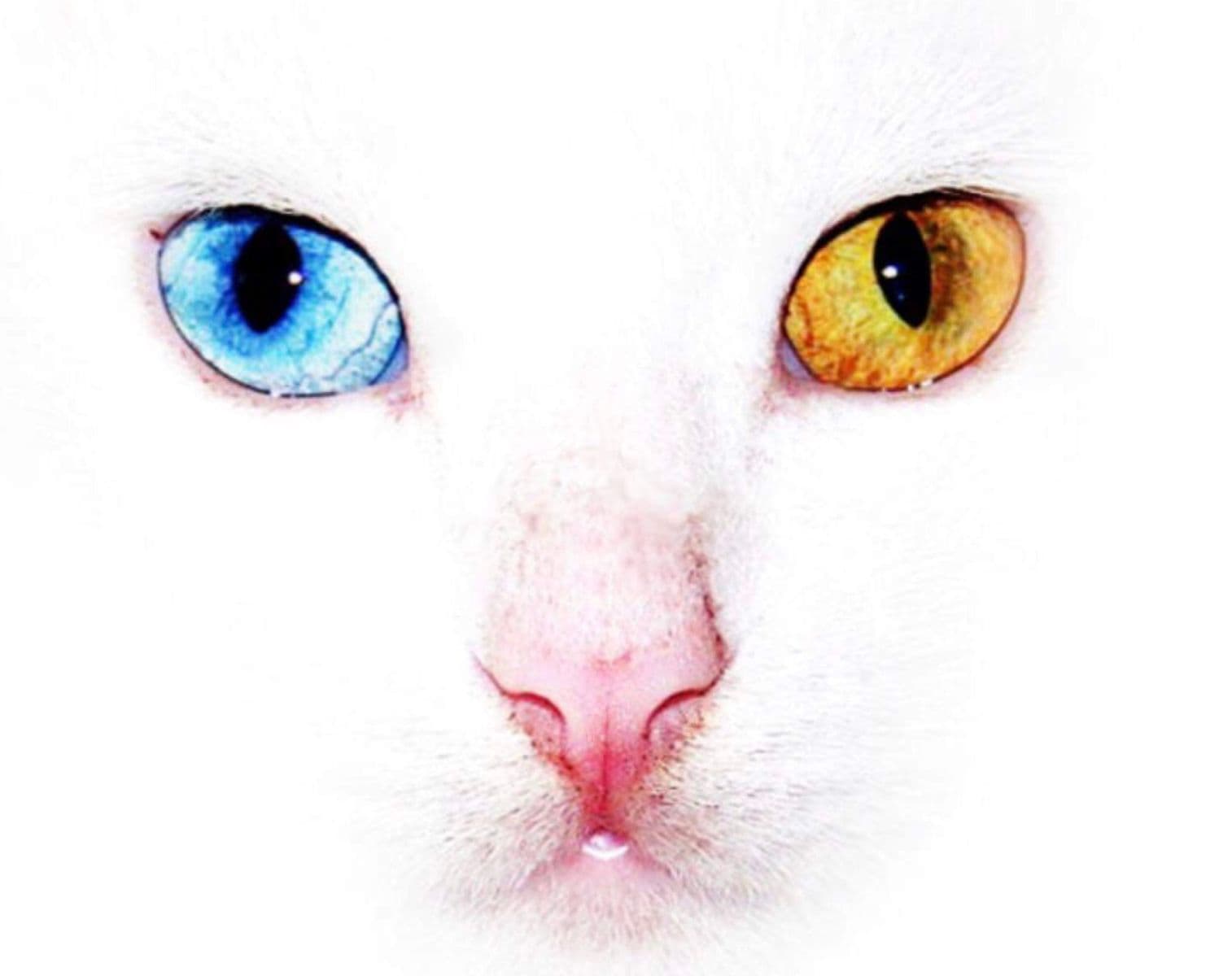 Nevaeh Concepts Metaphysical