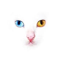 Nevaeh Concepts Metaphysical gallery image 1