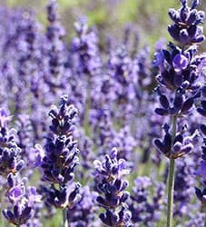 Hunzaroma gallery image 3