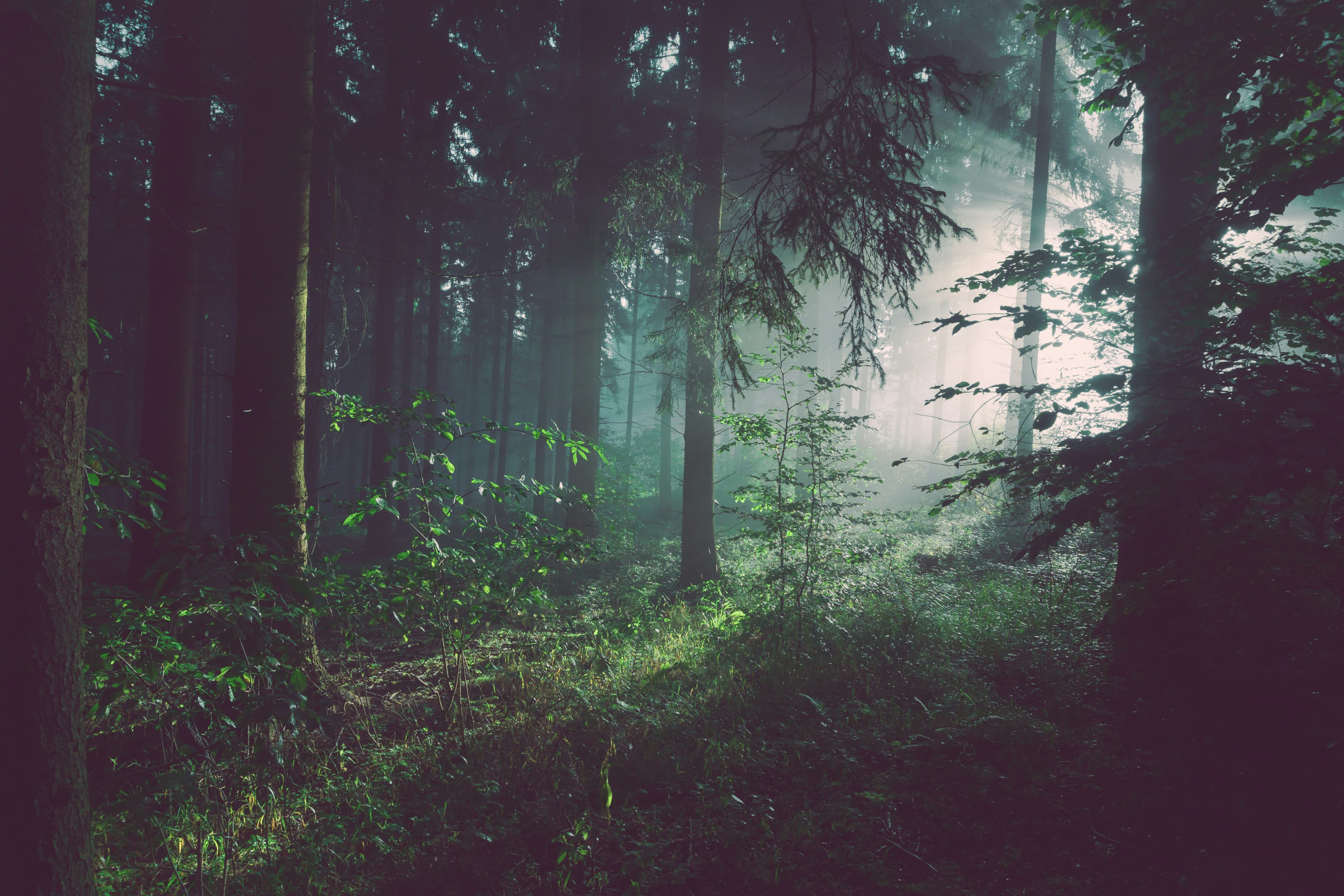 5 Best Forest Therapy Trails in Canada for Stress Relief
