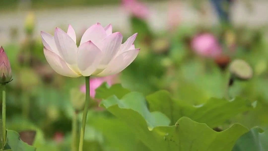 Makingublush Organics logo