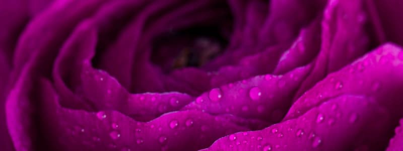 Janis Rosen: Clinical Hypnotherapist • Counselor logo