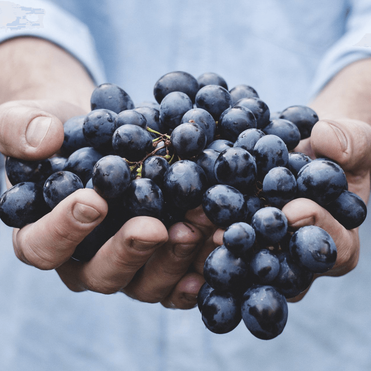 Maggie Millwood, CNP, RNT, CHCP (Perfect Health Solutions) gallery image 2