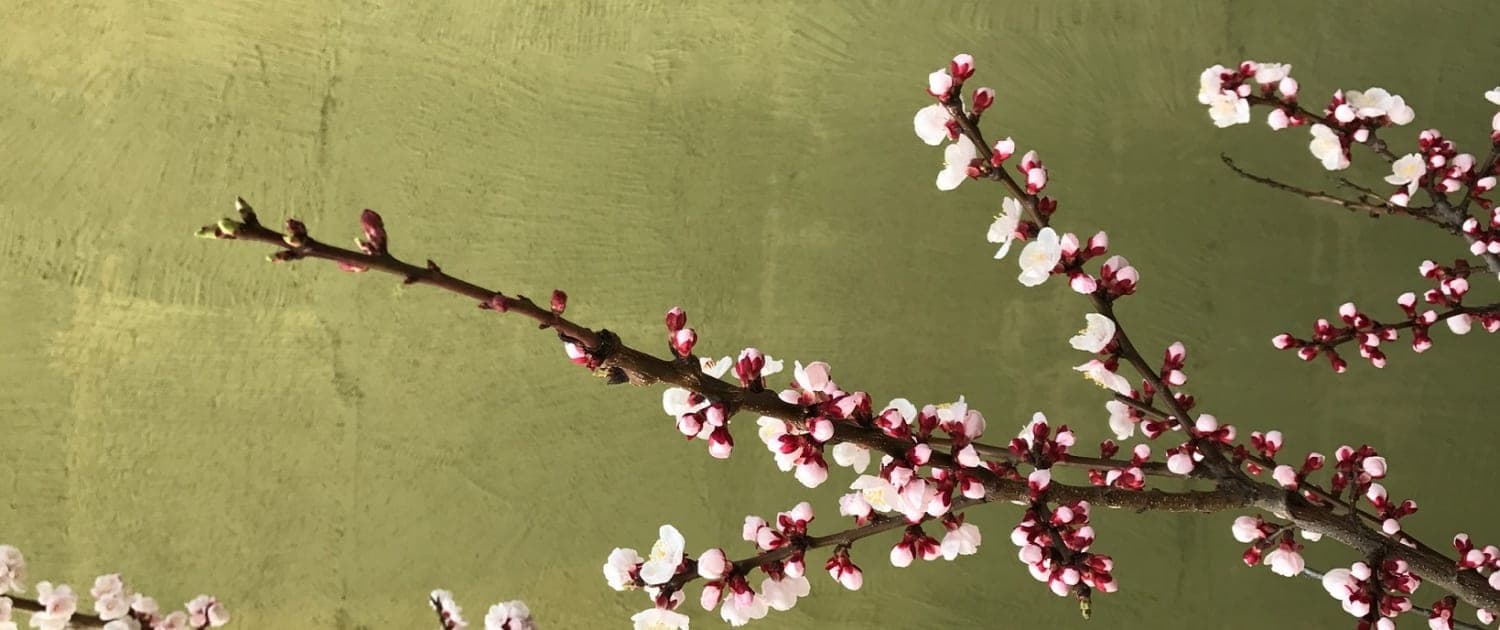 Dr. Makoto Trotter ND