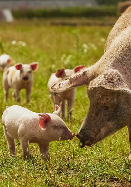 Nature’s Pride Nutrition Inc gallery image 3