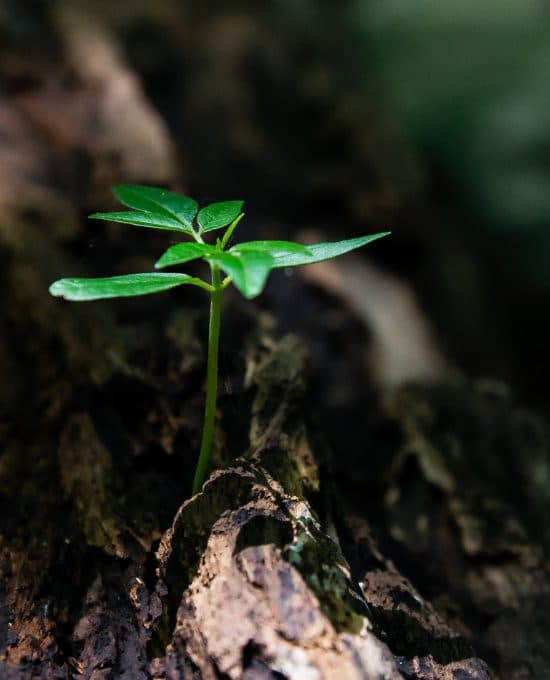 Nicole Charette Coach de vie gallery image 4