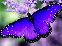The Purple Butterfly Healing Centre logo