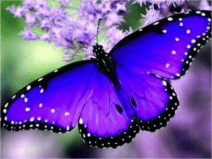 The Purple Butterfly Healing Centre logo