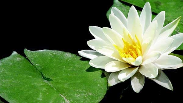 Anahata Yoga from the Heart gallery image 3