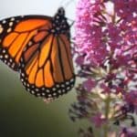 Mindful Self-Compassion Training and Resources gallery image 2