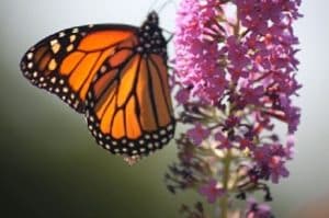 Mindful Self-Compassion Training and Resources logo