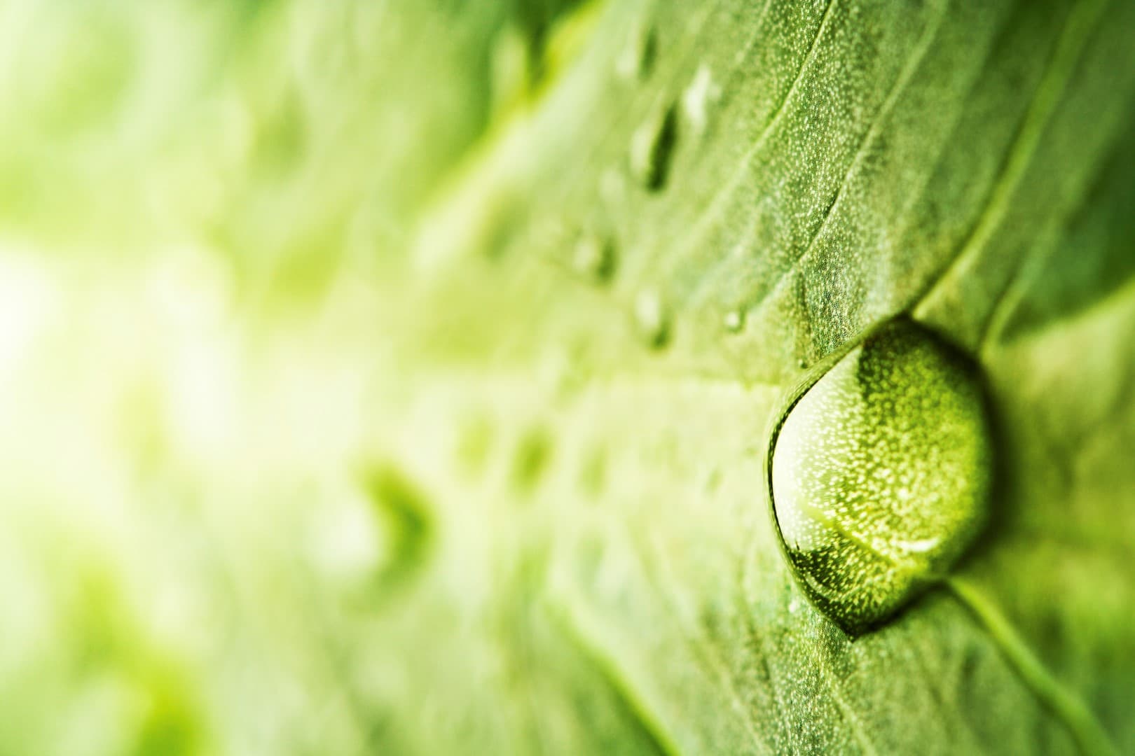 Dr. Tara Anchel, ND logo