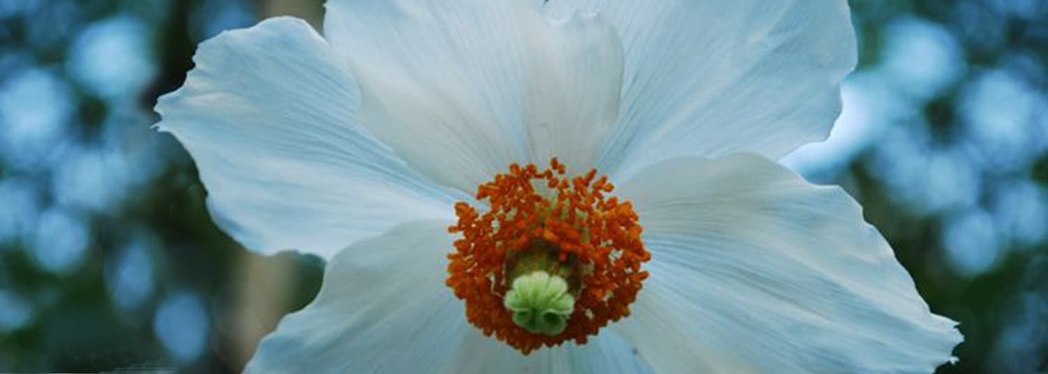 Ease Chiropractic gallery image 1