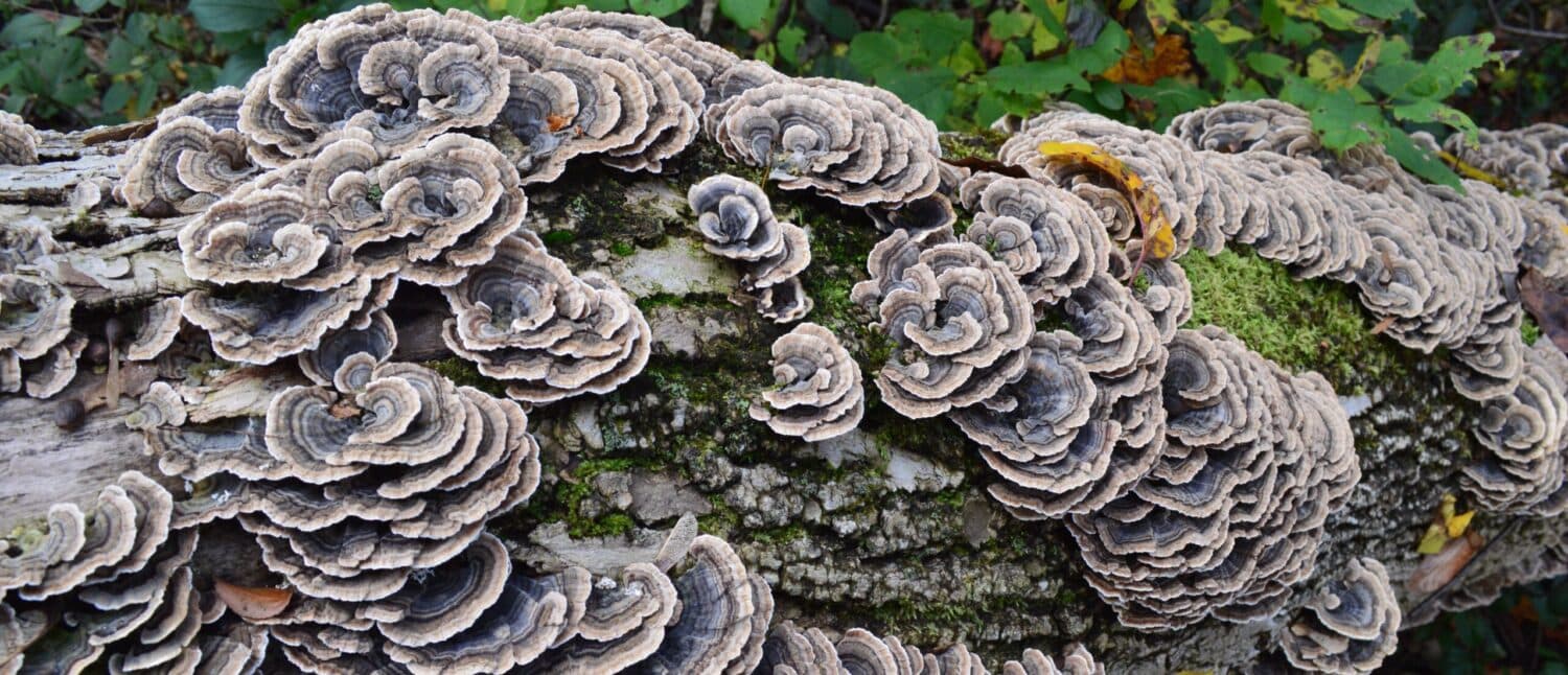 Guelph Acupuncture logo