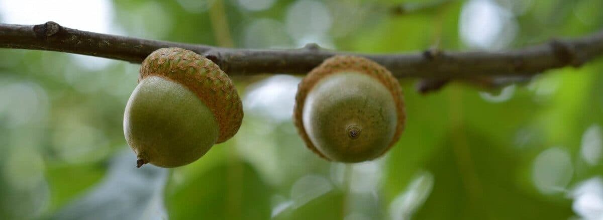 Guelph Acupuncture gallery image 3