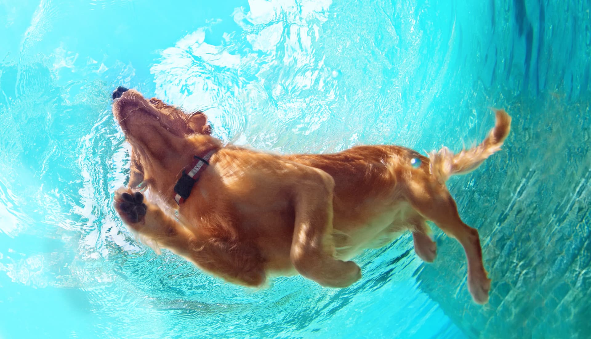 HydroPaws Hydrotherapy and Wellness Centre gallery image 2