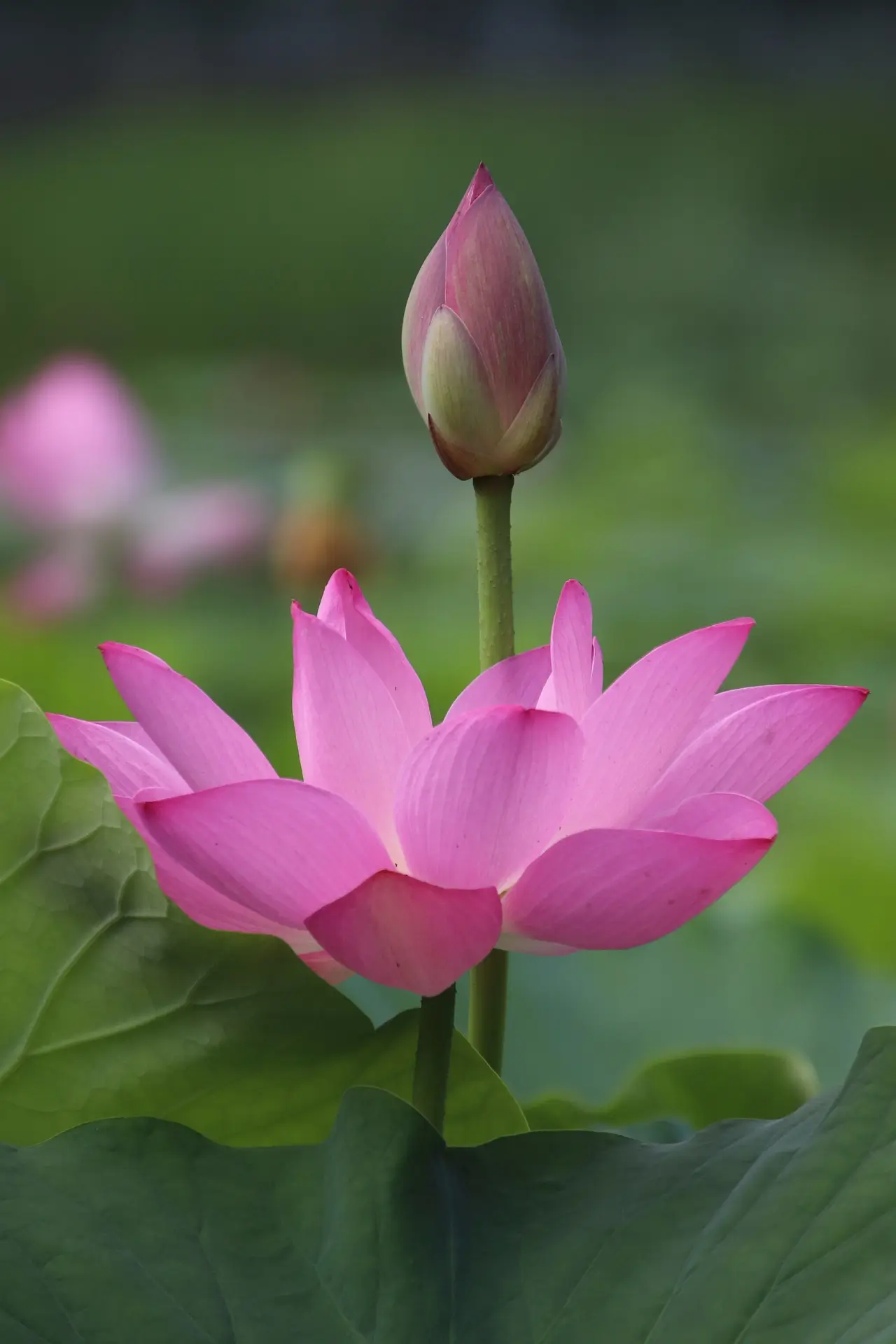 Inner Wellness Counselling Services gallery image 1