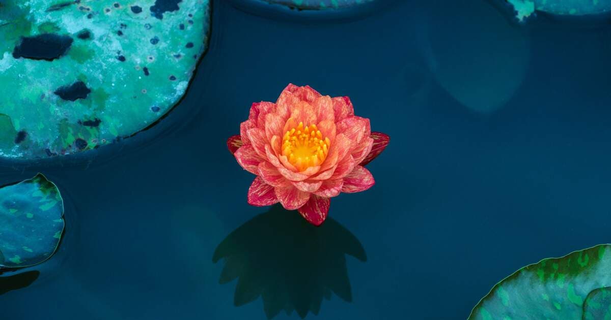 Wild Lily Holistic Health