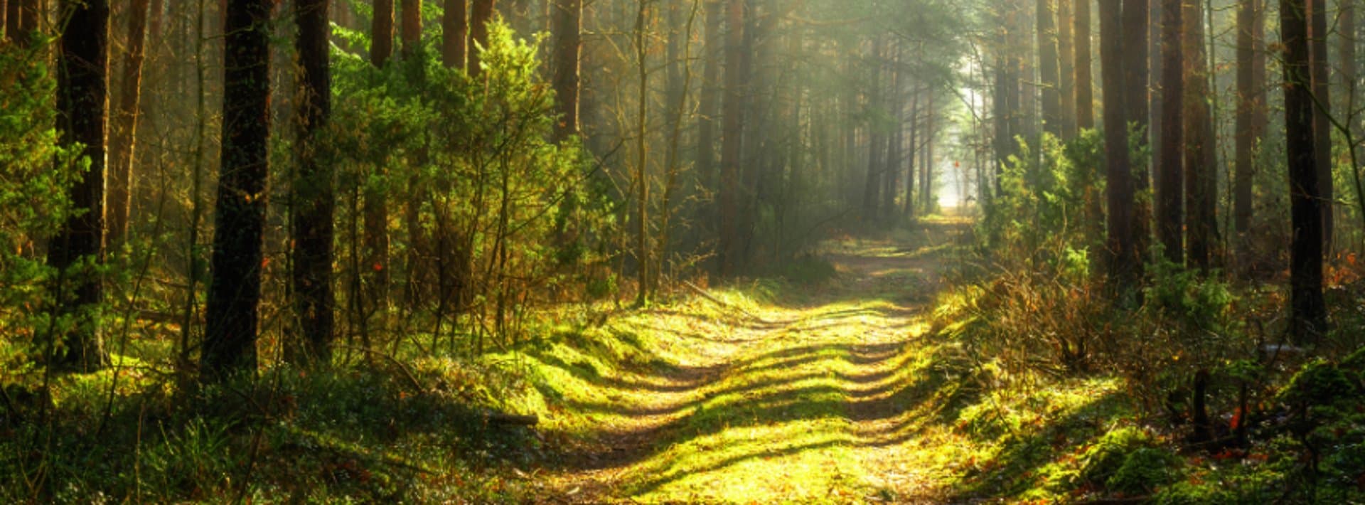 The Foraging Rose gallery image 1