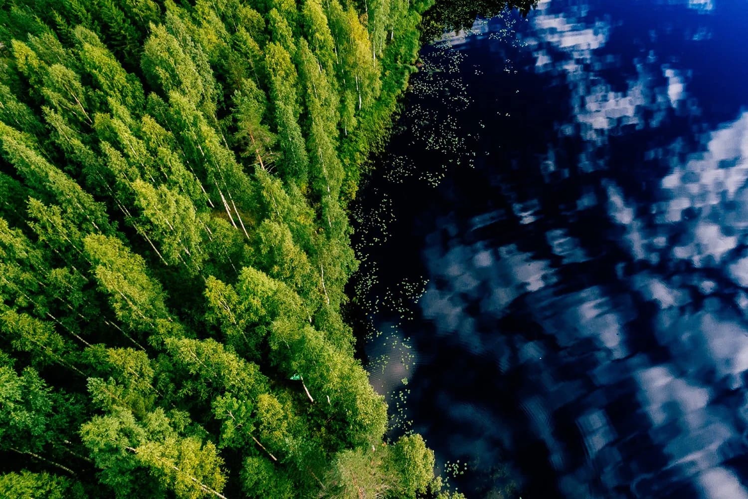 Dr. Ellen Simone, Naturopathic Doctor