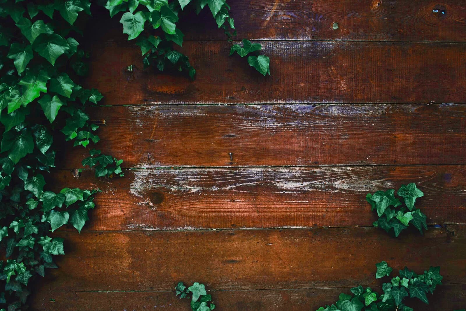 Dr. Tara Lantz, ND Naturopathic Doctor gallery image 2