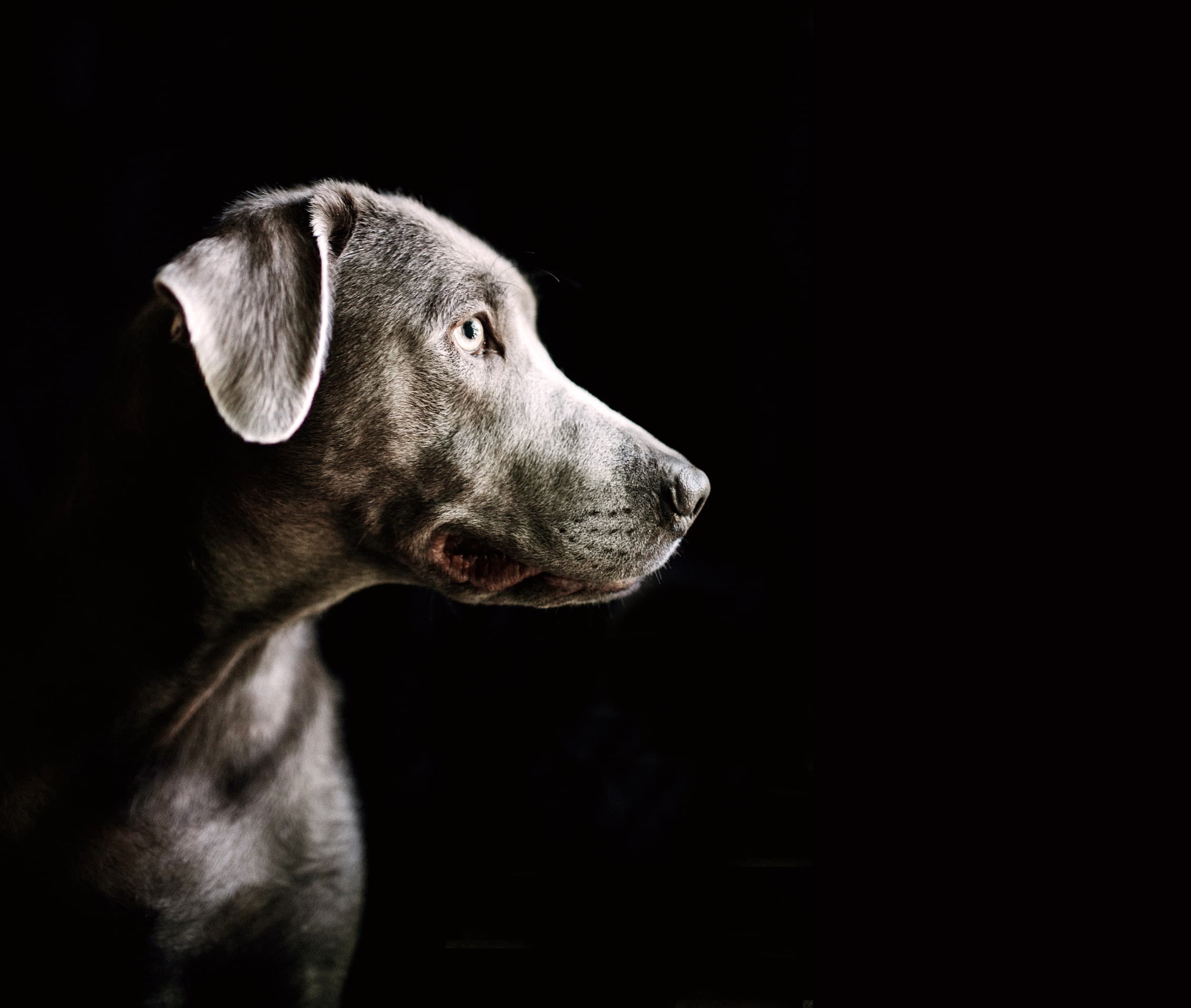 Two Hands Four Paws Therapy gallery image 4