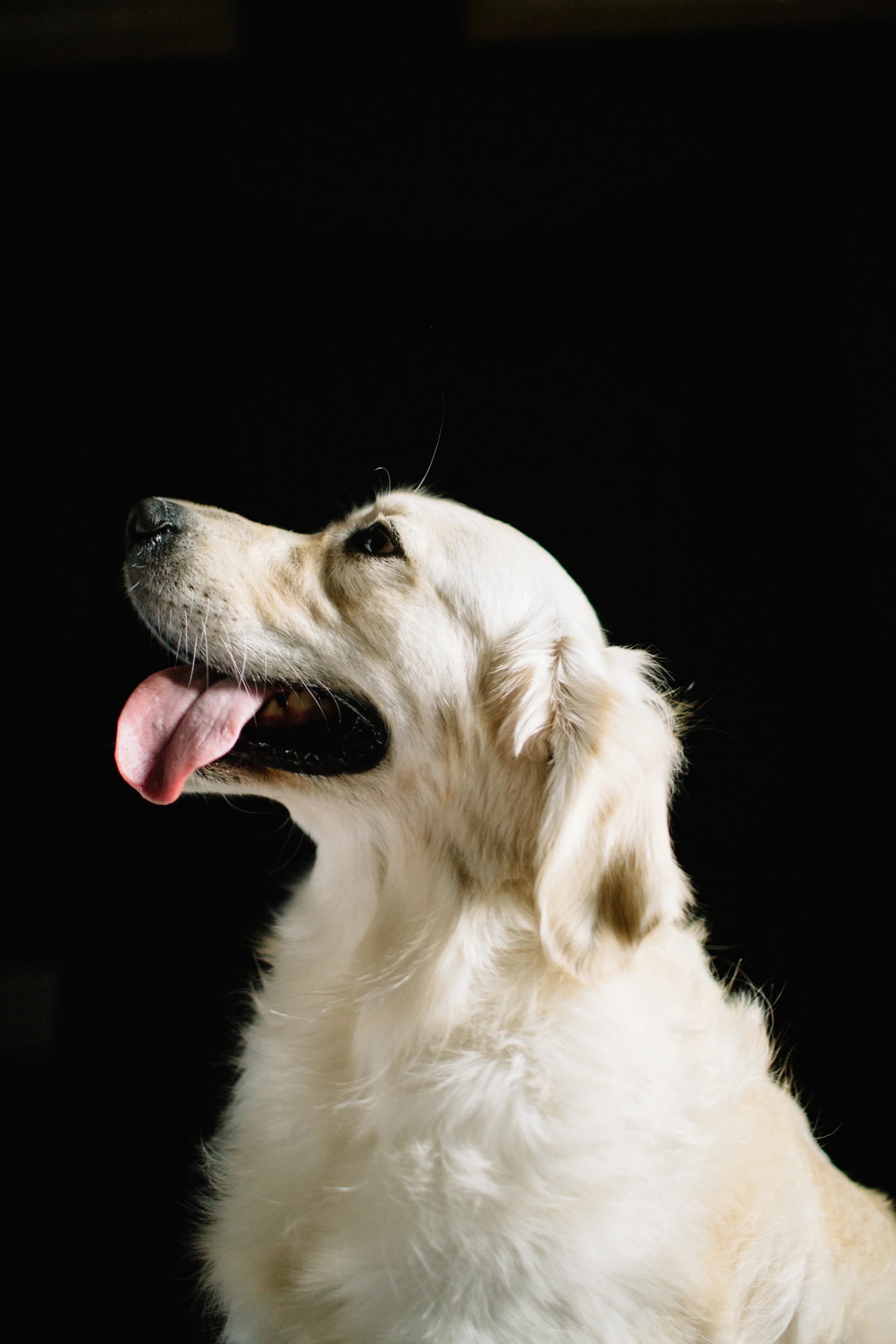 Two Hands Four Paws Therapy gallery image 5