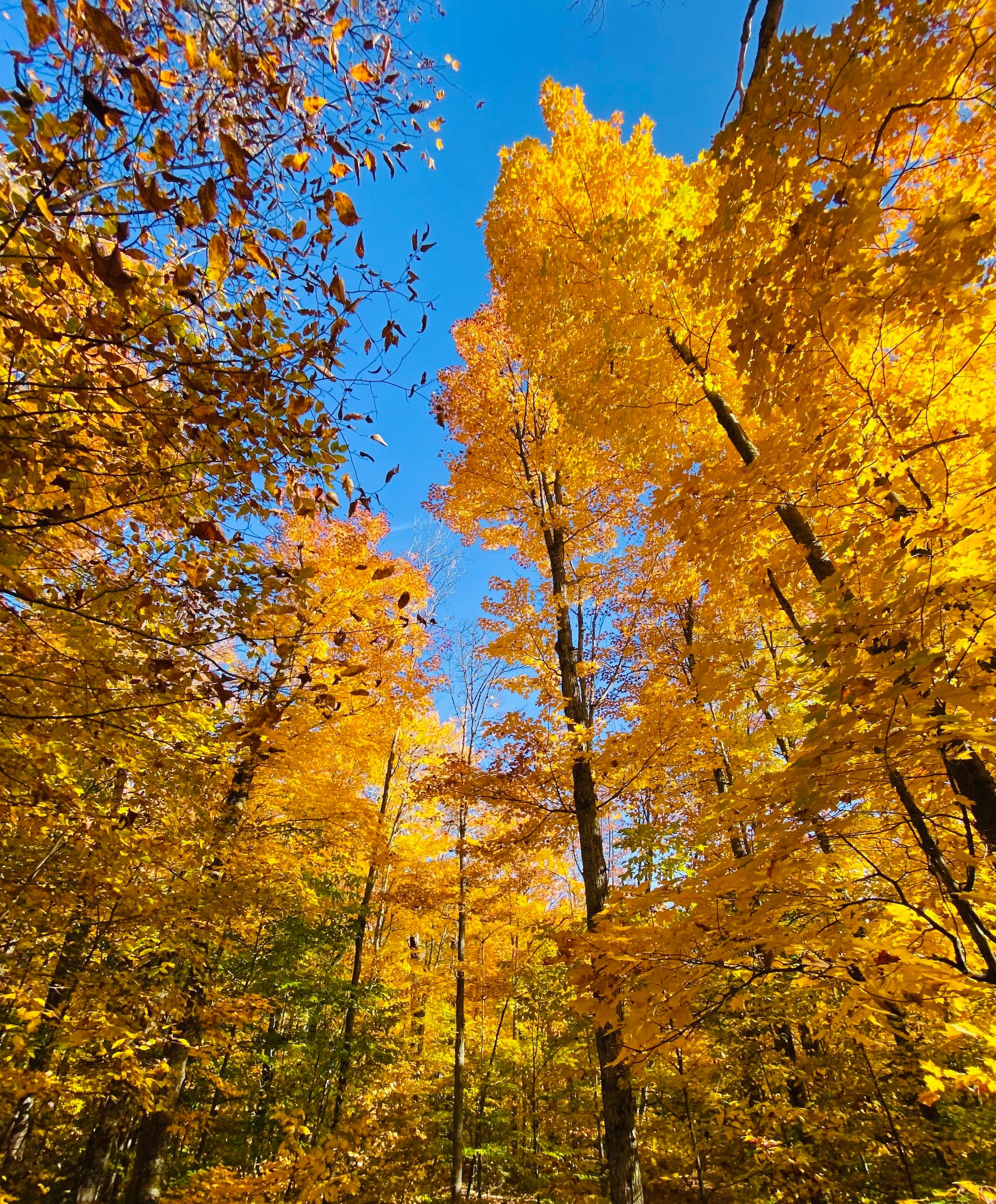 Danielle Berman Counselling Services gallery image 4