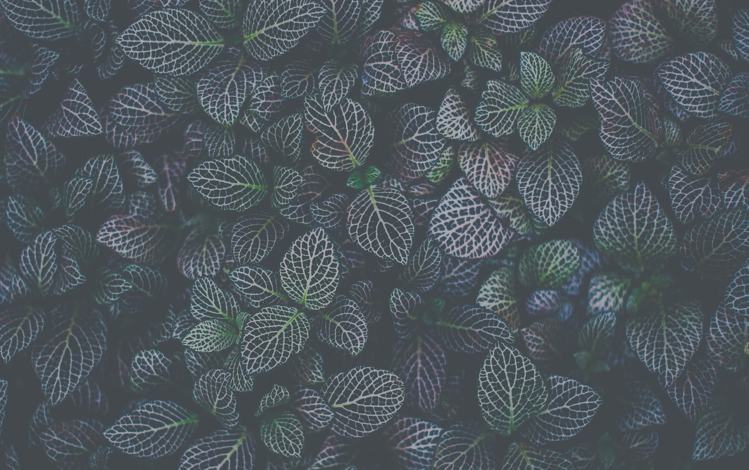 Mulberry Wellness gallery image 3