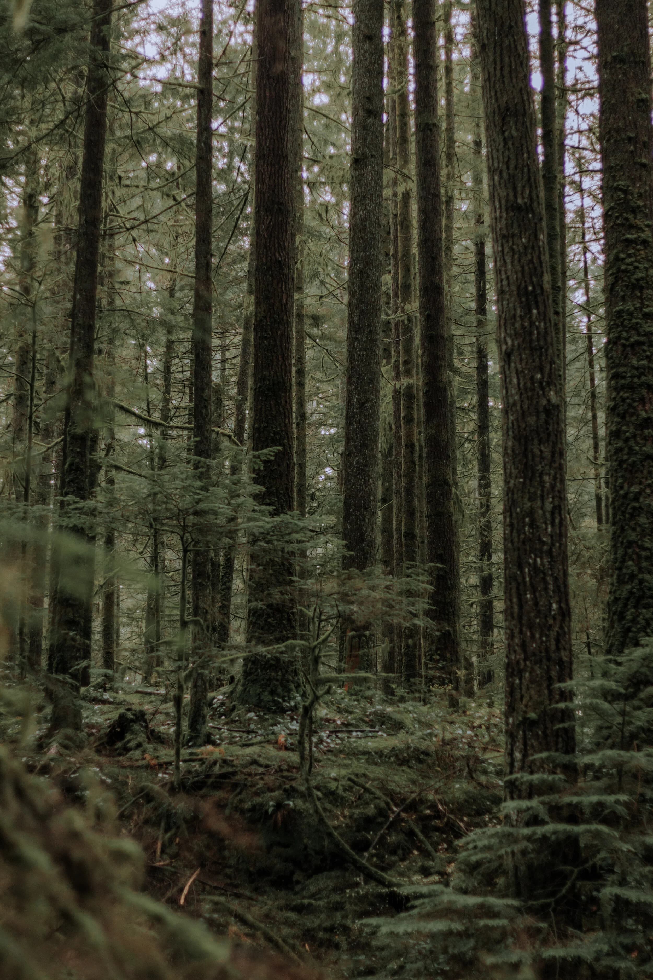 Fox and Forest Wellness gallery image 2