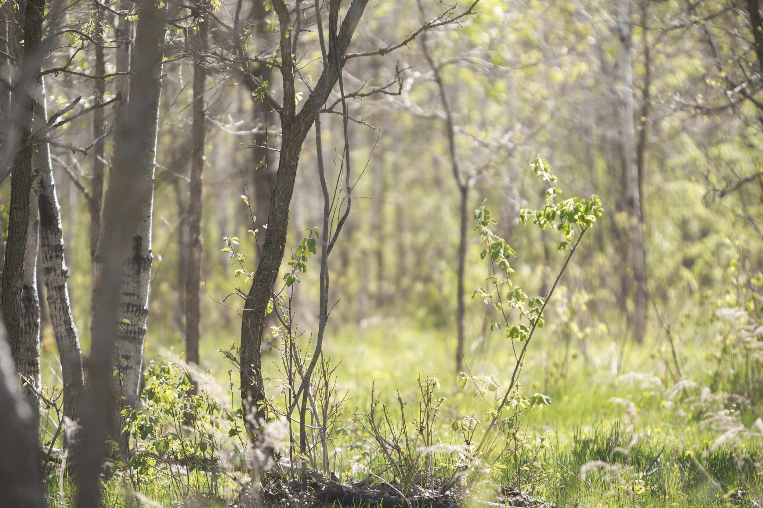 Jenny Gerbrandt Counselling