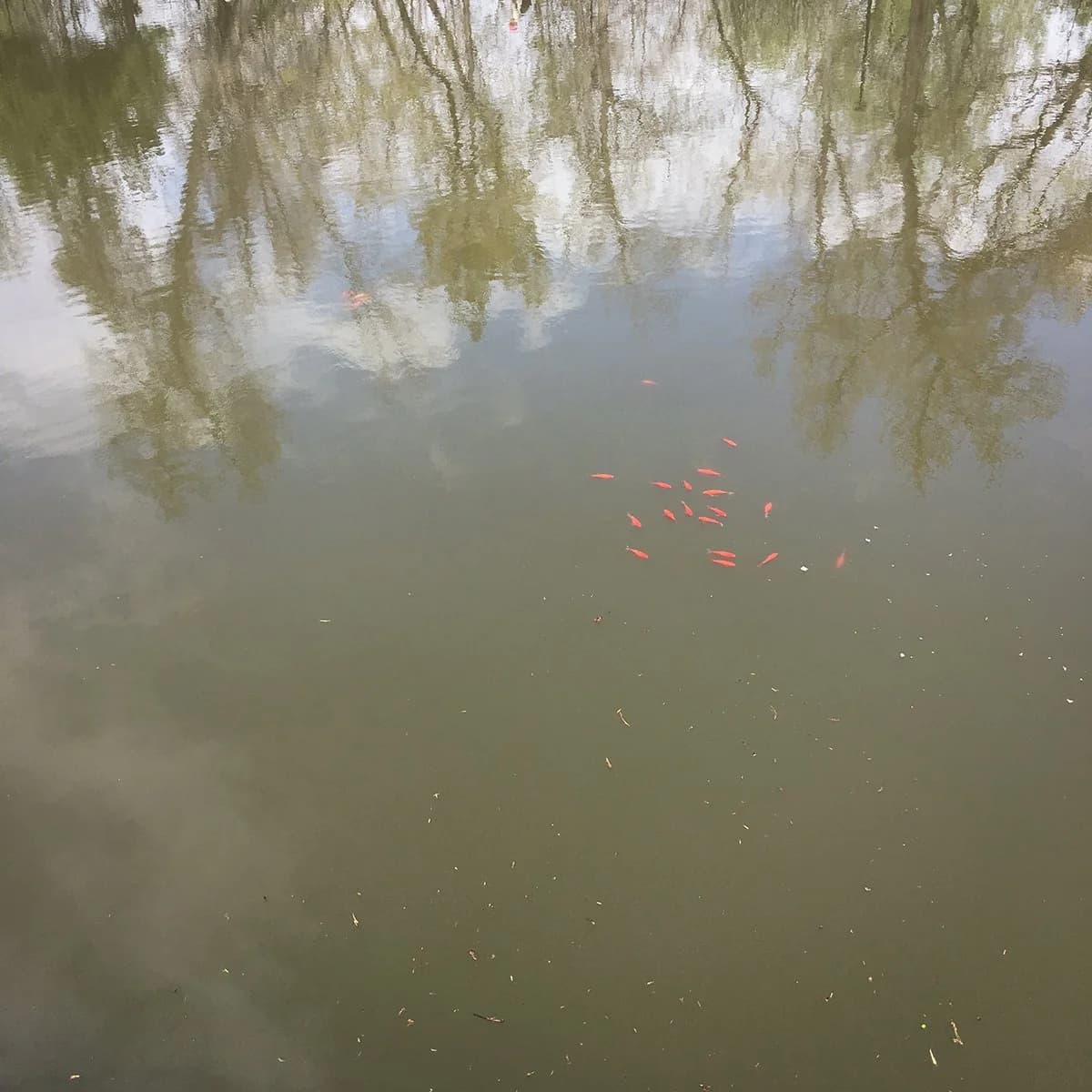 pie mindfulness gallery image 4