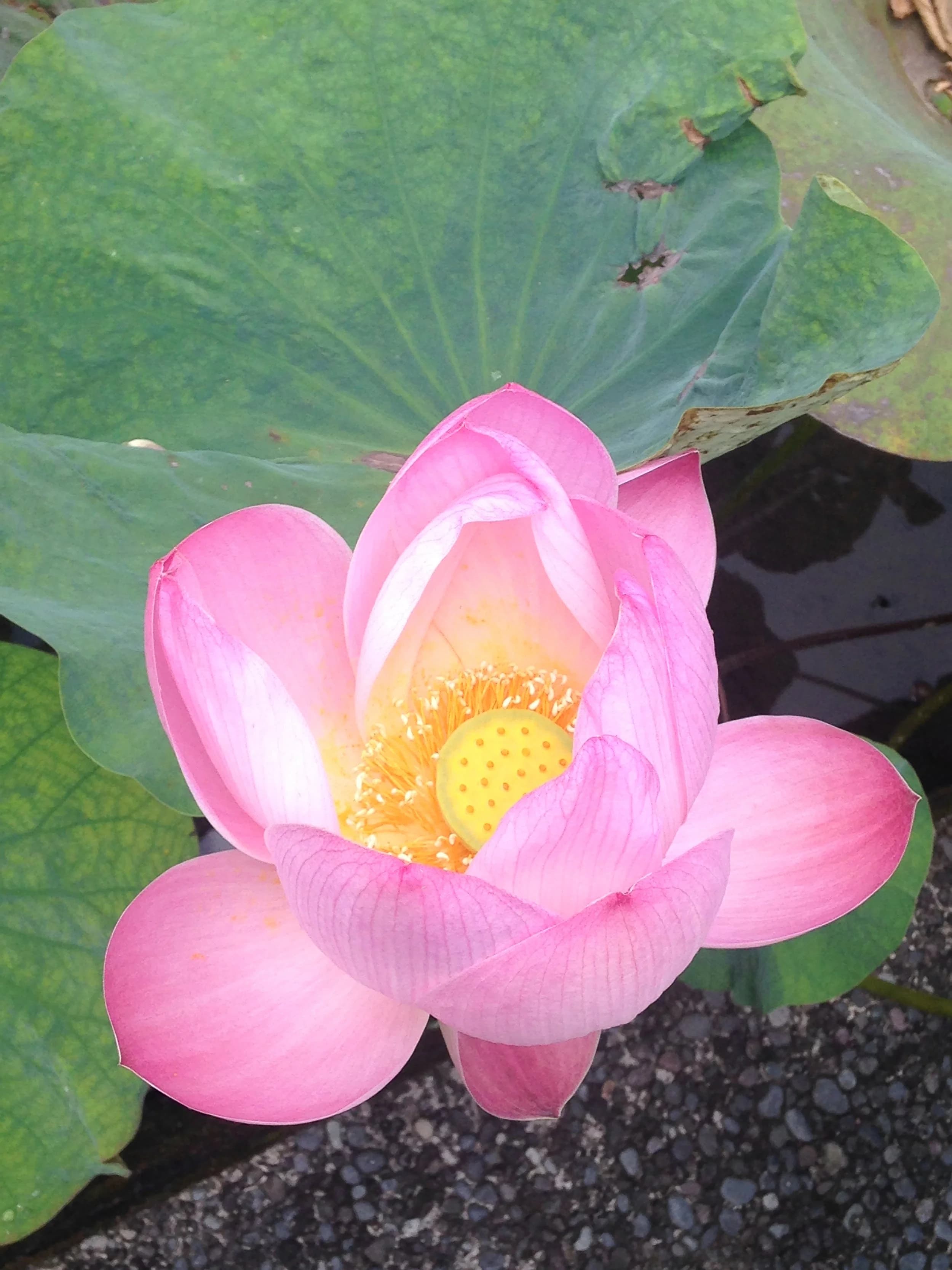 Beyond Balance ~ Mind, Body, Spirit, Wellness