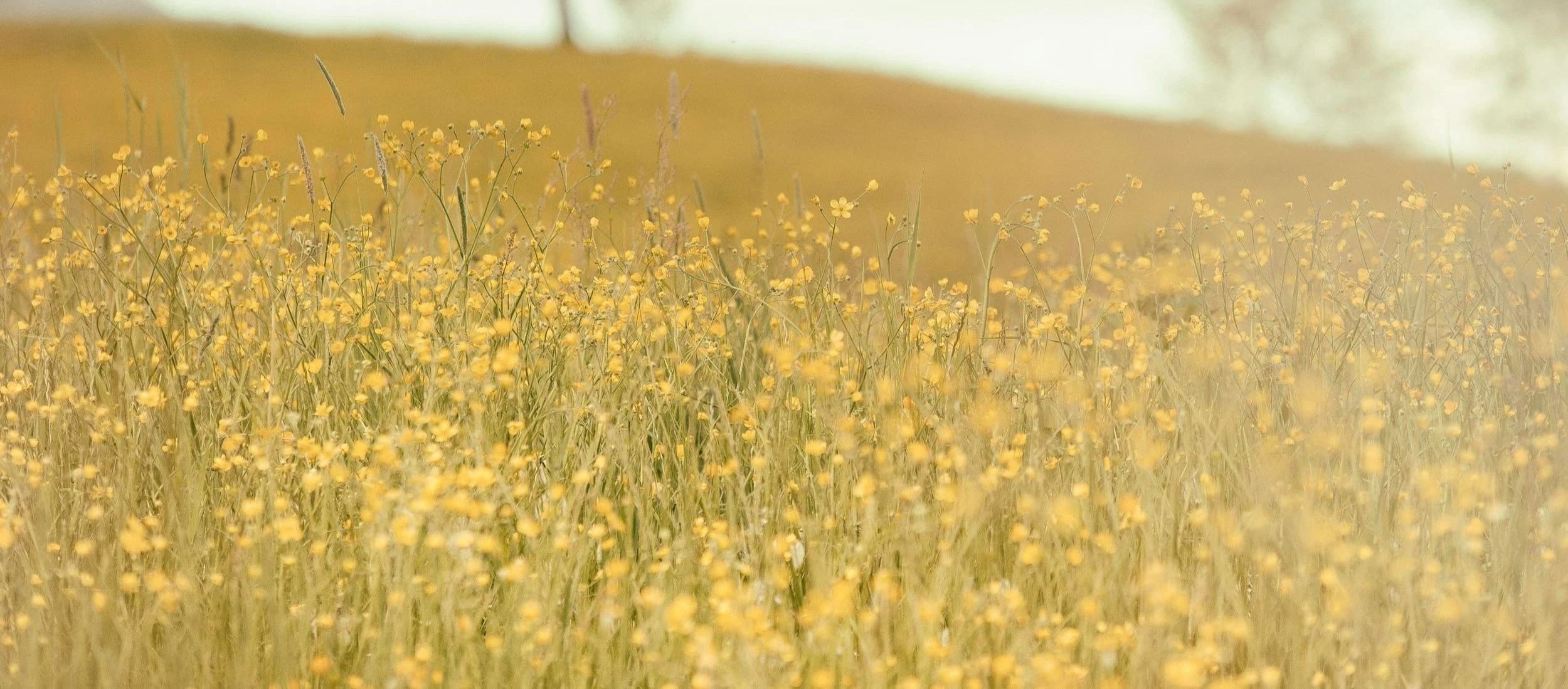 Newmarket Psychotherapy Team gallery image 5