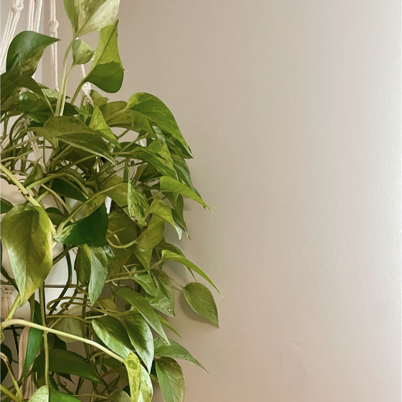 Balbodhi Wellness Counselling & Psychotherapy gallery image 5