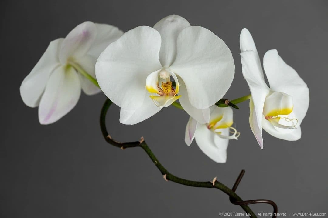 Embrace Psychotherapy