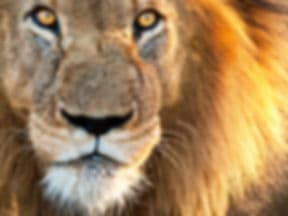 Upfront Counseling Solutions