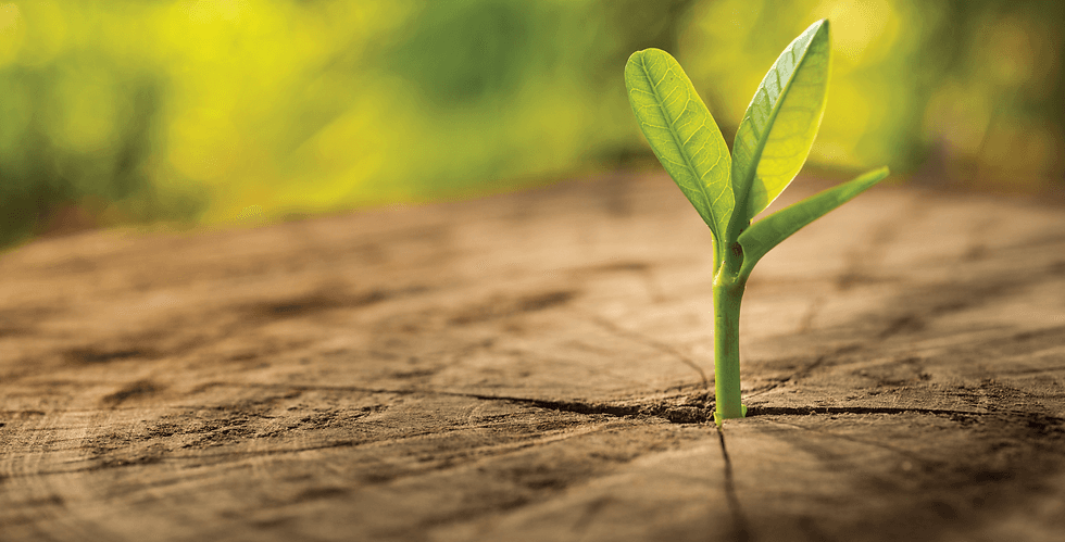 Green Life Acupuncture Clinic