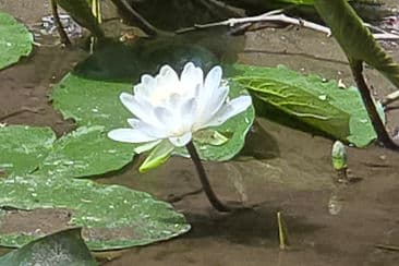 Spark the Light Within gallery image 1