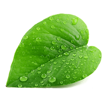 Cadence Health & Wellness Inc. gallery image 5